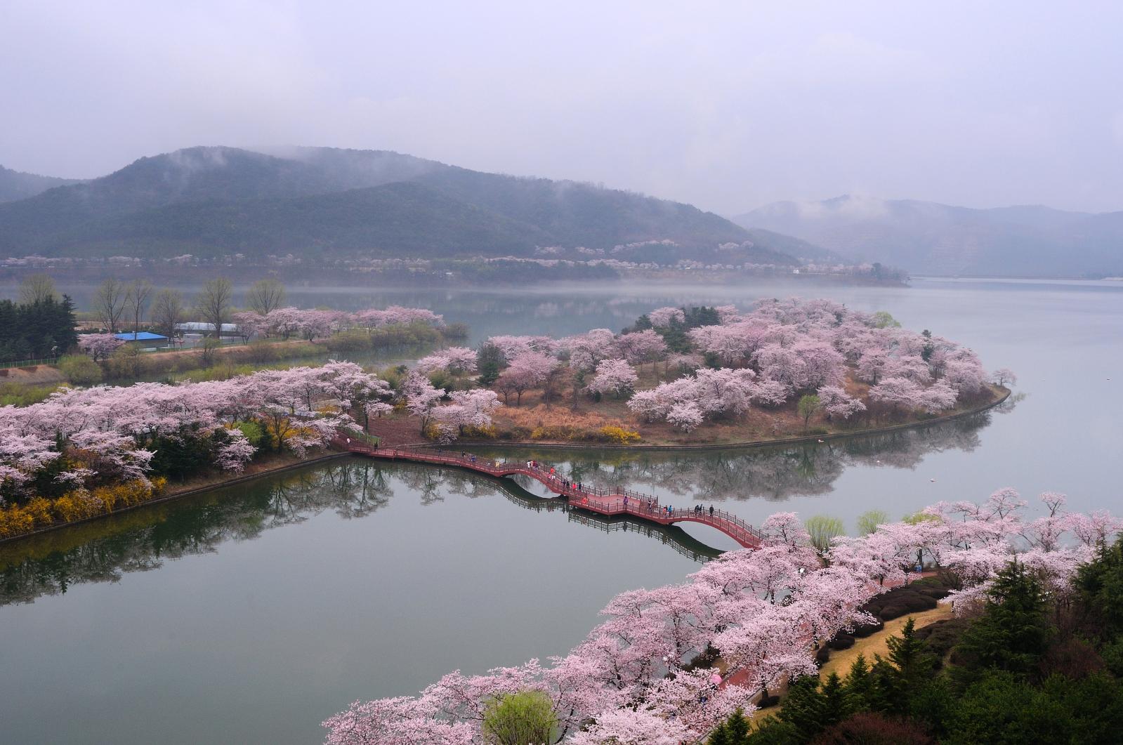 보문단지벚꽃
